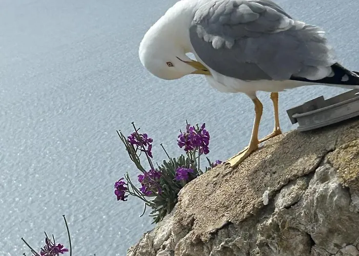 Casa Mana-y 公寓 宗扎